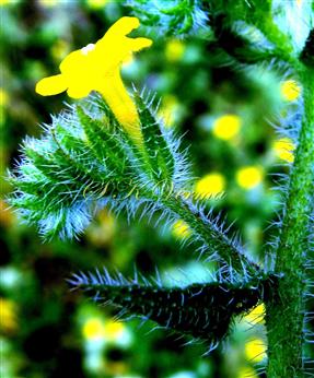  Inflorescence-Scorpoid cyme